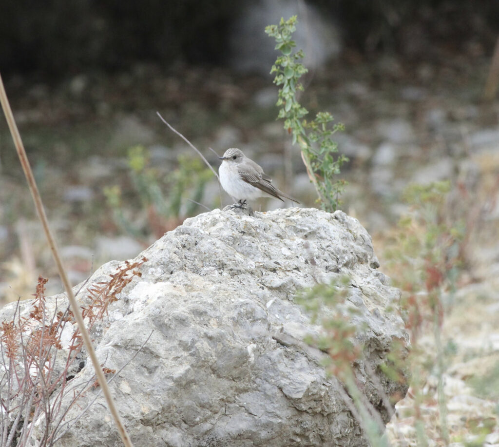 Bird watching 4