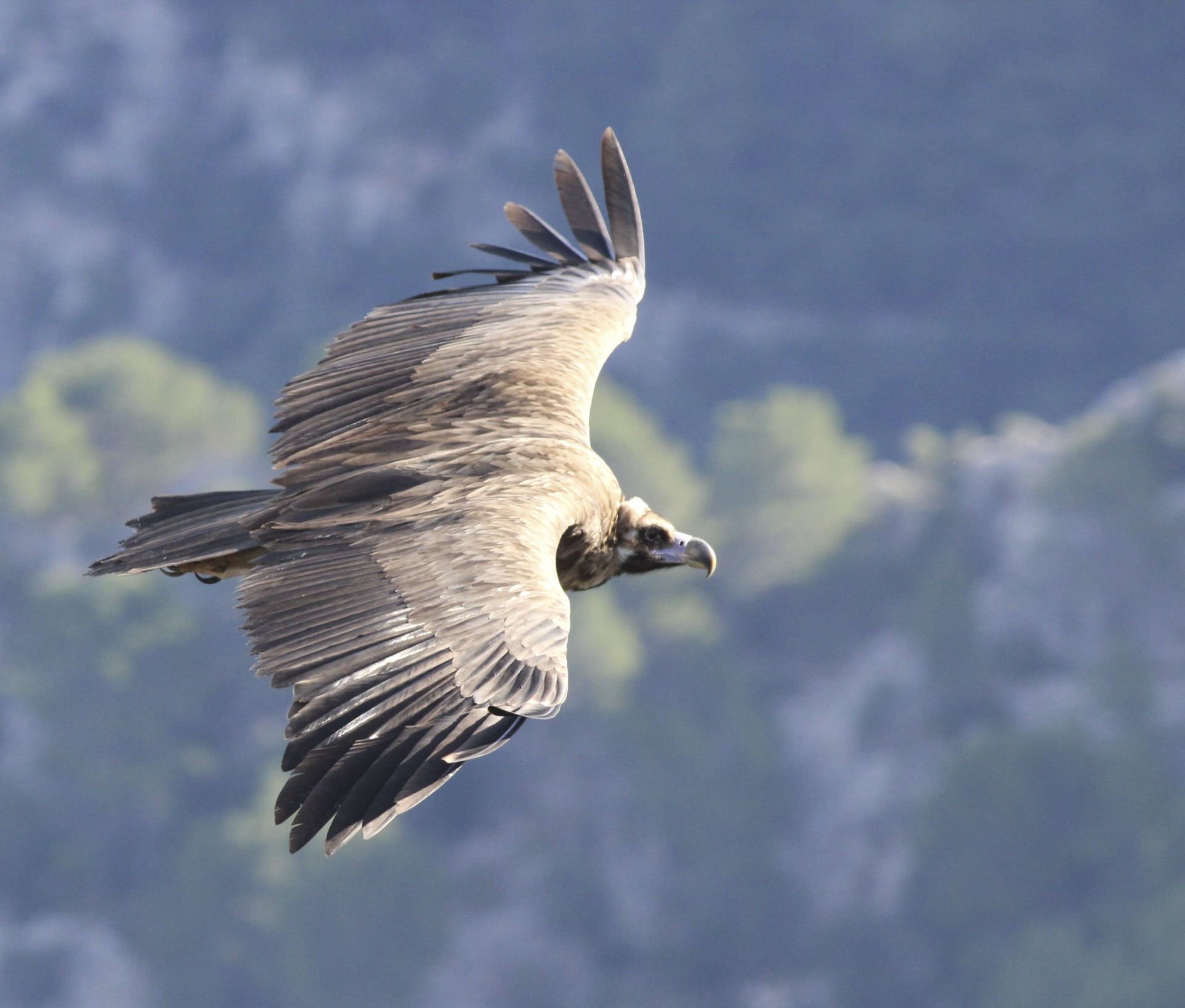 Lee más sobre el artículo Avistamiento de aves