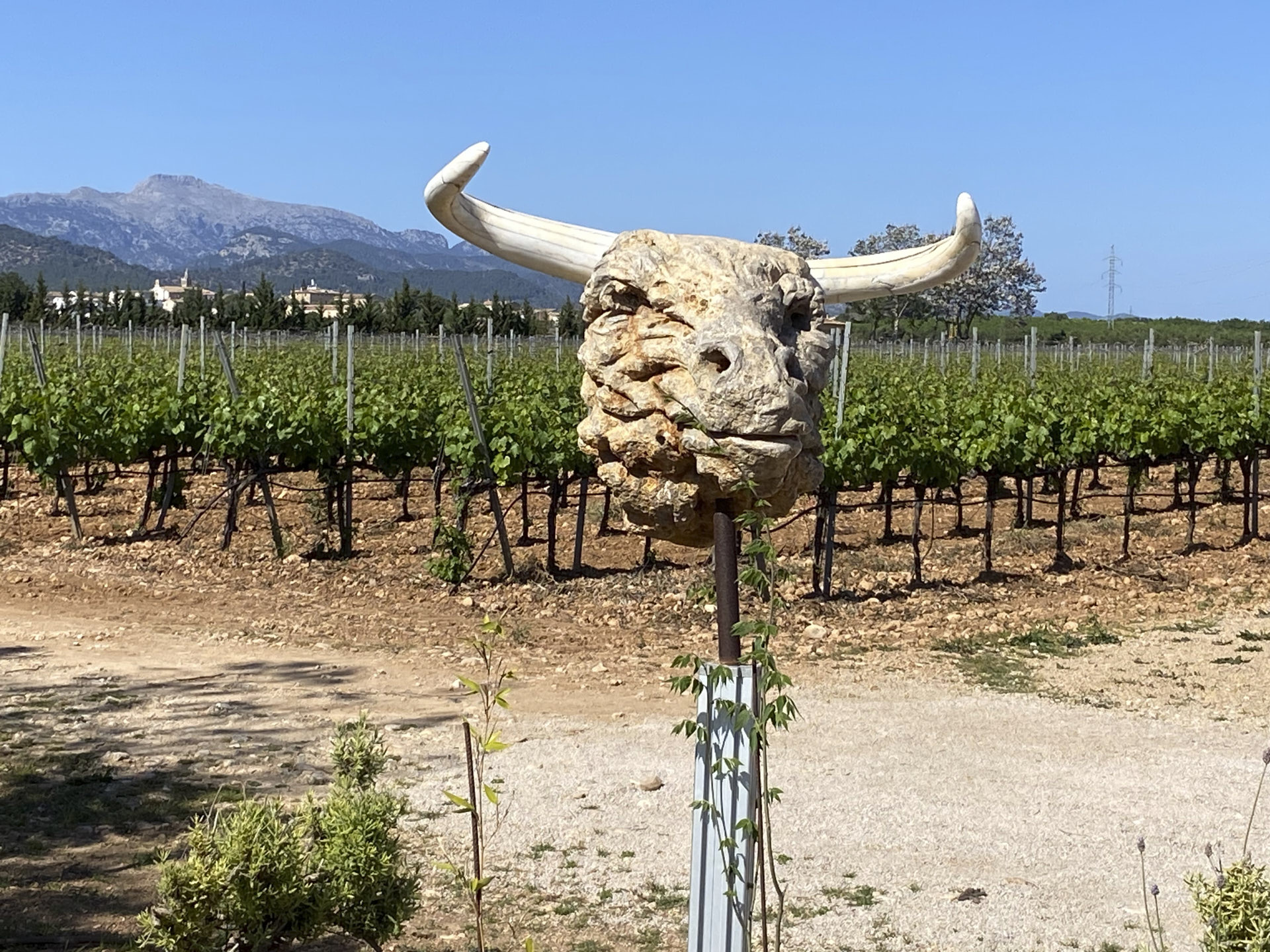 Read more about the article Raiguer wine route